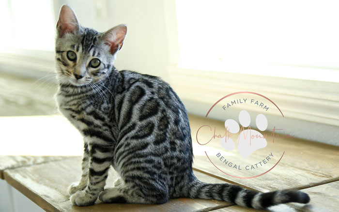 bengal kitten for sale